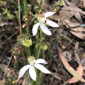 Caladenia moschata at Jerrabomberra, NSW - suppressed