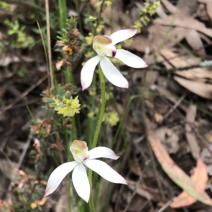 Caladenia moschata at Jerrabomberra, NSW - 17 Oct 2022