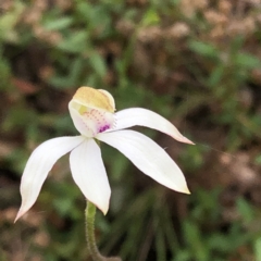 Caladenia moschata at Jerrabomberra, NSW - suppressed