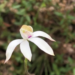 Caladenia moschata at Jerrabomberra, NSW - suppressed