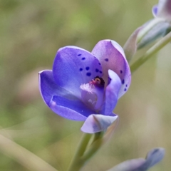 Thelymitra juncifolia (Dotted Sun Orchid) at Block 402 - 6 Nov 2022 by MatthewFrawley
