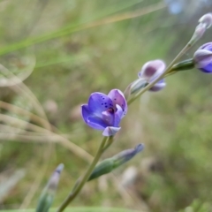 Thelymitra juncifolia at Stromlo, ACT - suppressed