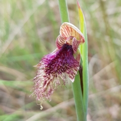 Calochilus platychilus (Purple Beard Orchid) at Stromlo, ACT - 6 Nov 2022 by MatthewFrawley