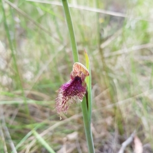 Calochilus platychilus at Stromlo, ACT - 6 Nov 2022