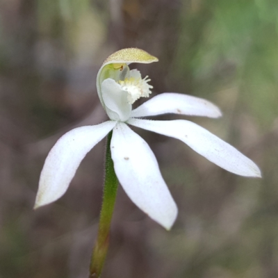 Caladenia moschata (Musky Caps) at Block 402 - 6 Nov 2022 by MatthewFrawley