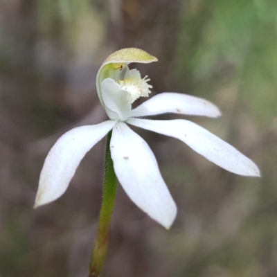 Caladenia moschata (Musky Caps) at Piney Ridge - 6 Nov 2022 by MatthewFrawley