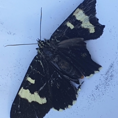 Phalaenoides glycinae (Grapevine Moth) at Latham, ACT - 6 Nov 2022 by LD12