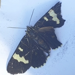 Phalaenoides glycinae at Latham, ACT - 7 Nov 2022