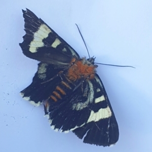 Phalaenoides glycinae at Latham, ACT - 7 Nov 2022