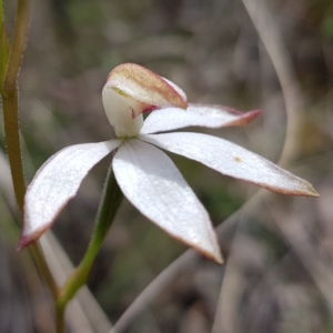 Caladenia moschata at Stromlo, ACT - 6 Nov 2022