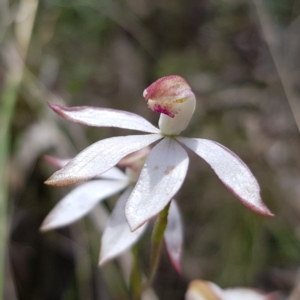 Caladenia moschata at Stromlo, ACT - suppressed