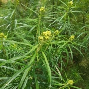 Cassinia longifolia at Molonglo Valley, ACT - 6 Nov 2022