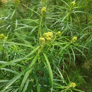 Cassinia longifolia at Molonglo Valley, ACT - 6 Nov 2022 02:03 PM