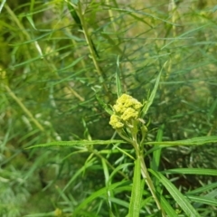 Cassinia longifolia at Molonglo Valley, ACT - 6 Nov 2022 02:03 PM