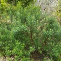 Cassinia longifolia at Molonglo Valley, ACT - 6 Nov 2022 02:03 PM