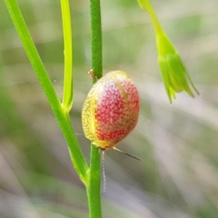 Paropsisterna fastidiosa (Eucalyptus leaf beetle) at Piney Ridge - 6 Nov 2022 by MatthewFrawley