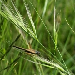 Trigonidium sjostedti (Trigonidiid cricket) at Higgins Woodland - 6 Nov 2022 by MattM