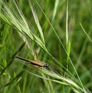 Trigonidium sjostedti at Higgins, ACT - 6 Nov 2022