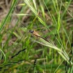 Trigonidium sjostedti at Higgins, ACT - 6 Nov 2022