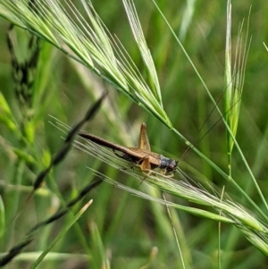 Trigonidium sjostedti at Higgins, ACT - 6 Nov 2022