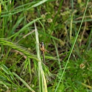 Trigonidium sjostedti at Higgins, ACT - 6 Nov 2022