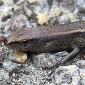 Lampropholis delicata at Acton, ACT - 7 Nov 2022 01:38 PM