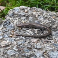 Lampropholis delicata at Acton, ACT - 7 Nov 2022