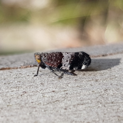 Platybrachys sp. (genus) (A gum hopper) at Stromlo, ACT - 6 Nov 2022 by MatthewFrawley