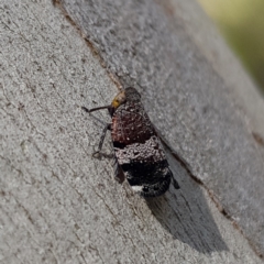 Platybrachys sp. (genus) at Stromlo, ACT - 6 Nov 2022 02:31 PM