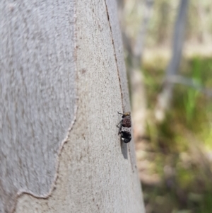 Platybrachys sp. (genus) at Stromlo, ACT - 6 Nov 2022 02:31 PM