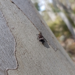 Platybrachys sp. (genus) at Stromlo, ACT - 6 Nov 2022 02:31 PM