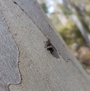 Platybrachys sp. (genus) at Stromlo, ACT - 6 Nov 2022