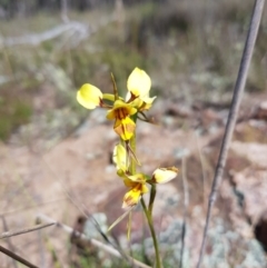 Diuris sulphurea (Tiger Orchid) at Stromlo, ACT - 6 Nov 2022 by MatthewFrawley