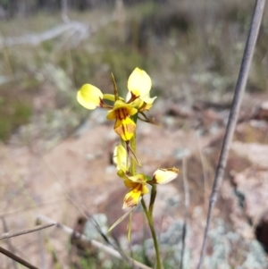 Diuris sulphurea at Stromlo, ACT - 6 Nov 2022