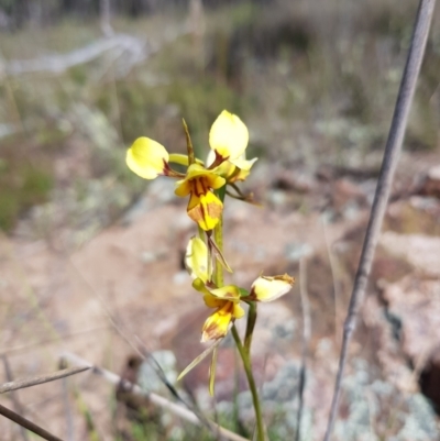 Diuris sulphurea (Tiger Orchid) at Stromlo, ACT - 6 Nov 2022 by MatthewFrawley