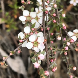 Gaudium multicaule at Jerrabomberra, NSW - 17 Oct 2022