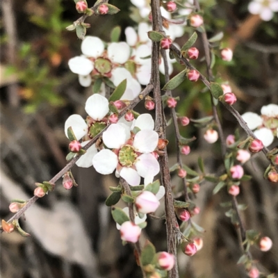 Gaudium multicaule (Teatree) at Mount Jerrabomberra - 17 Oct 2022 by MeganDixon