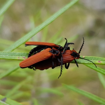 Porrostoma rhipidium (Long-nosed Lycid (Net-winged) beetle) at Block 402 - 6 Nov 2022 by MatthewFrawley