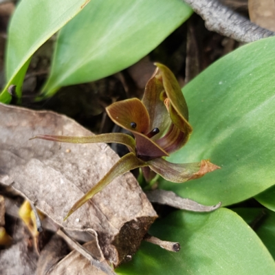 Chiloglottis valida (Large Bird Orchid) at Denman Prospect 2 Estate Deferred Area (Block 12) - 6 Nov 2022 by MatthewFrawley