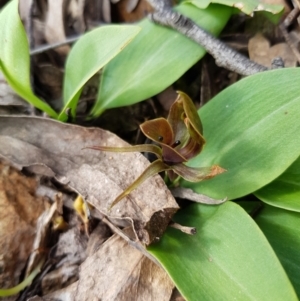 Chiloglottis valida at Molonglo Valley, ACT - suppressed