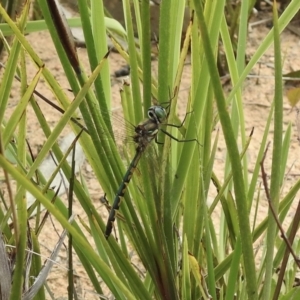 Hemicordulia australiae at Wingello, NSW - 3 Nov 2022