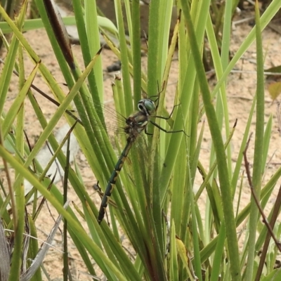 Hemicordulia australiae (Australian Emerald) at Wingello - 3 Nov 2022 by GlossyGal