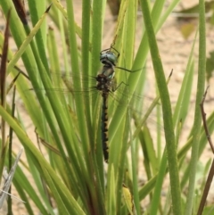 Hemicordulia australiae at Wingello, NSW - 3 Nov 2022