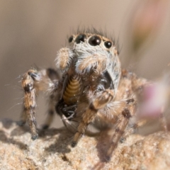 Maratus chrysomelas (Variable Peacock Spider) at Booth, ACT - 5 Nov 2022 by patrickcox