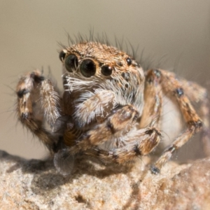 Maratus chrysomelas at Booth, ACT - 6 Nov 2022