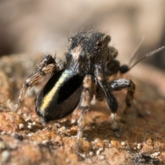 Maratus chrysomelas at Booth, ACT - 6 Nov 2022 10:00 AM