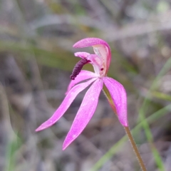 Caladenia congesta (Pink Caps) at Molonglo Valley, ACT - 6 Nov 2022 by MatthewFrawley