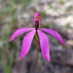 Caladenia congesta at Molonglo Valley, ACT - 6 Nov 2022