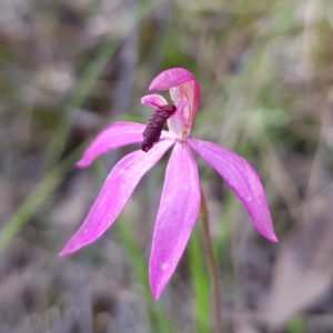 Caladenia congesta at Molonglo Valley, ACT - suppressed