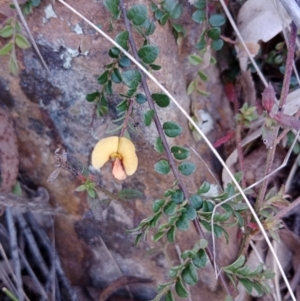 Bossiaea buxifolia at Currawang, NSW - suppressed